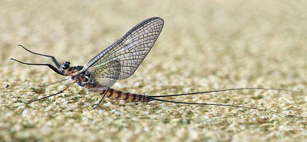 Epeorus del torrente Argentina - Badalucco (IM)